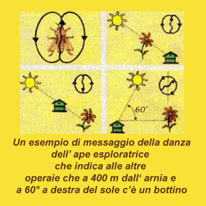 Raffigurazione della danza delle api, quale messaggio dell’ape esploratrice per le api dell’alveare dove rintracciare il luogo ricco di polline