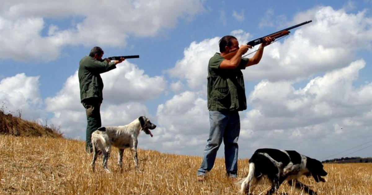 Una scimmia usata per sperimentazione animale